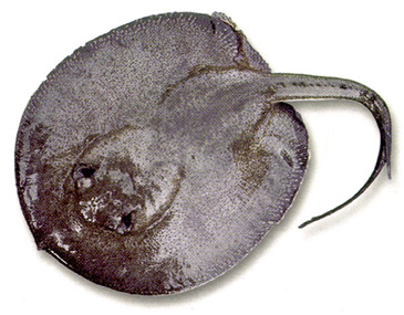 3201_Mauricio Camargo_Magdalena River Stingray_Potamotrygon magdalenae.jpg